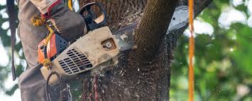 Best Fruit Tree Pruning  in Adamstown, MD
