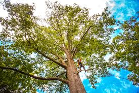 Best Pest Control for Lawns  in Adamstown, MD