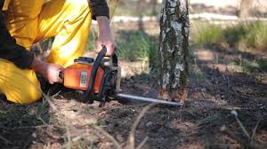 Best Lawn Renovation and Restoration  in Adamstown, MD