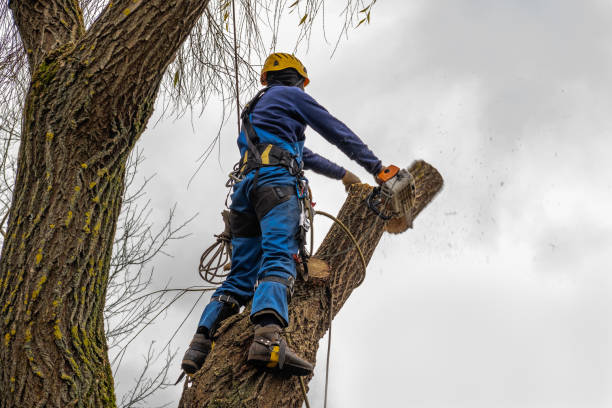 Best Seasonal Cleanup (Spring/Fall)  in Adamstown, MD
