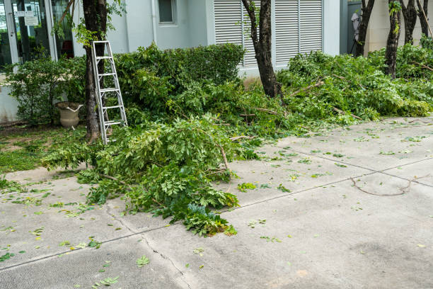 Best Root Management and Removal  in Adamstown, MD