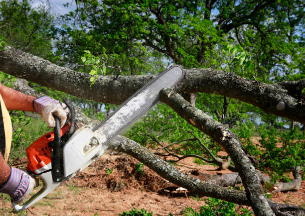 Best Leaf Removal  in Adamstown, MD