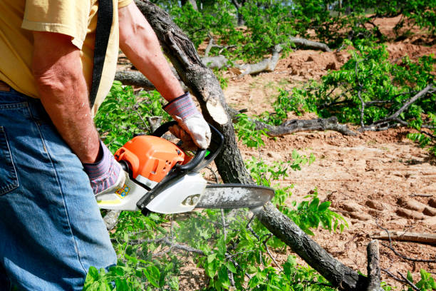 Trusted Adamstown, MD Tree Removal Experts